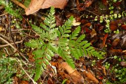 Davallia tasmanii subsp. cristata. Sterile frond showing deltoid-pentangular outline.
 Image: L.R. Perrie © Leon Perrie CC BY-NC 3.0 NZ